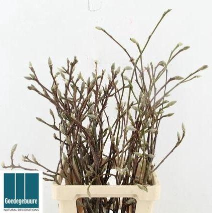 Magnolia grandiflora