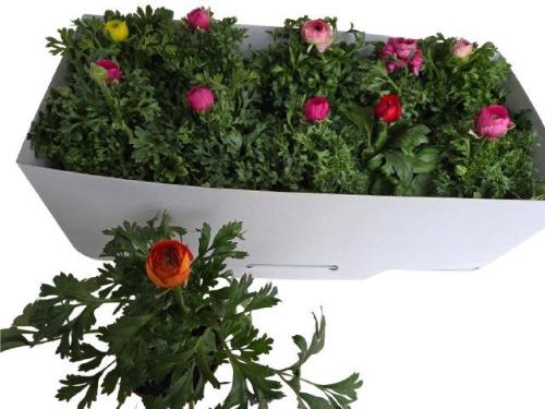 Ranunculus asiaticus Sprinkles gemengd