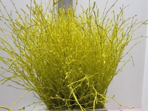 Betula kleurbehandeld H%