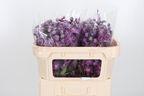 Delphinium dubbelbloemig (Elatum Grp) 'Dewi Melody'