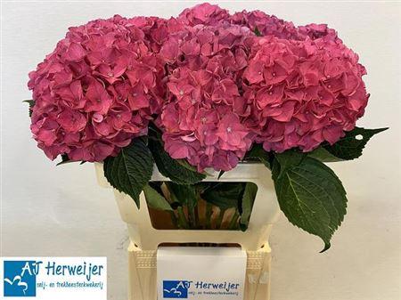 Hydrangea macrophylla 'Rodeo' (rood)