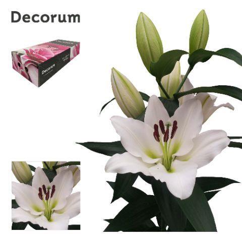 Lilium Oriental x Trumpet Grp 'Tisento'