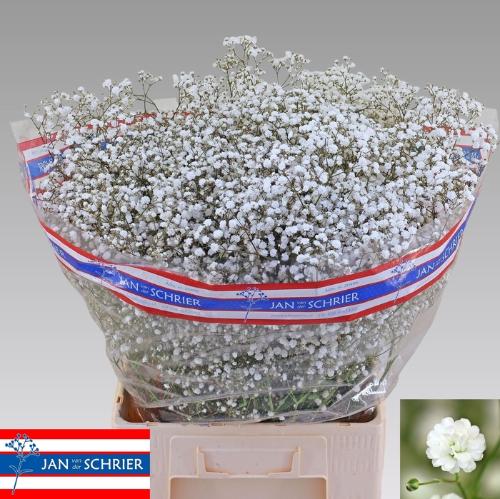 Gypsophila paniculata Cosmic