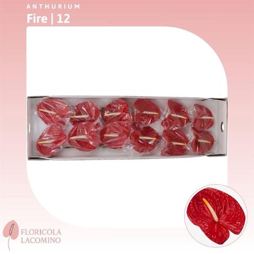 Anthurium Andreanum Grp Fire