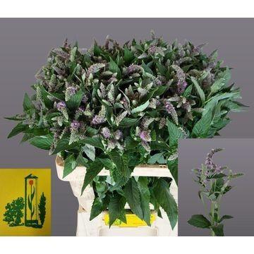 Mentha 'Silver Queen'