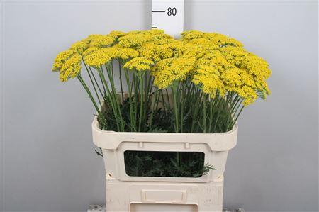 Achillea filipendulina 'Parkers Variety'