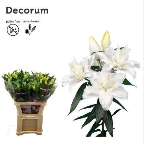 Lilium (Oriental Grp) dubbel Roselily Jacintha