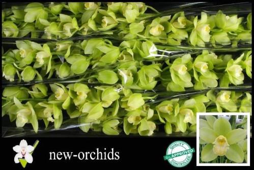 Cymbidium grootbloemig per tak 'Mint Ice'