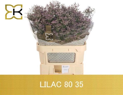 Limonium Safora Lilac