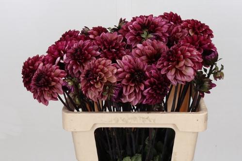 Dahlia (Decorative Grp) 'Senior's Hope'