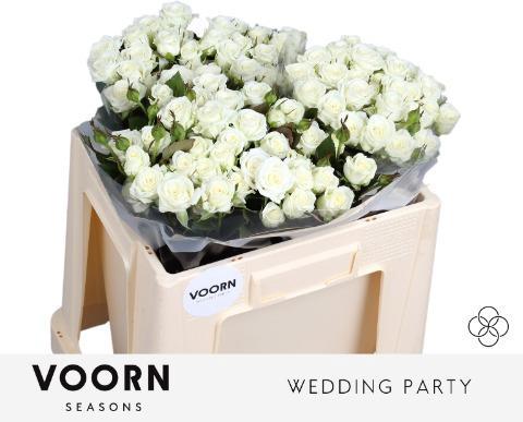 Rosa tros Wedding Party