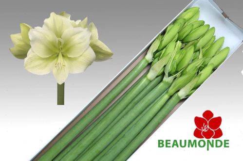 Hippeastrum Galaxy Grp 'Challenger'