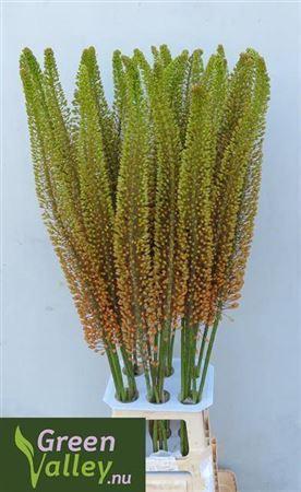 Eremurus 'Emmy-Ro'