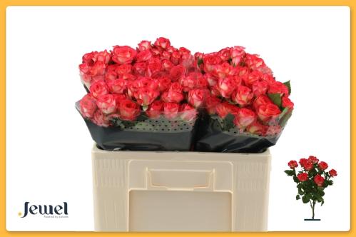 Rosa tros Summer Dance