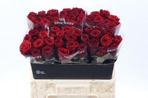 Rosa grootbloemig Red Naomi!