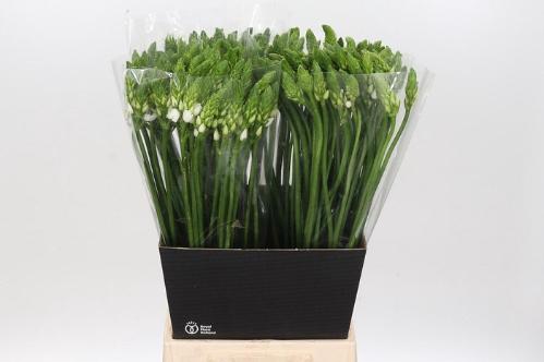 Ornithogalum thyrsoides 'Mount Fuji'