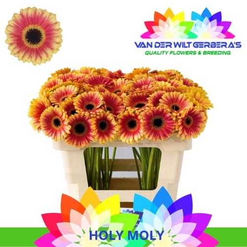 Gerbera mini Holy Moly
