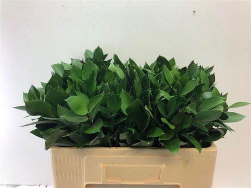 Ruscus hypophyllum (groot blad)