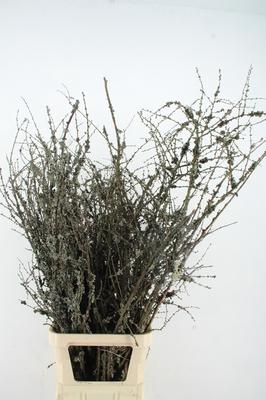 Salix overig per bos