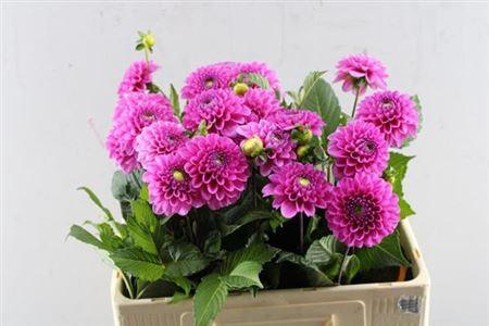 Dahlia Ball Grp 'Happy Hour'