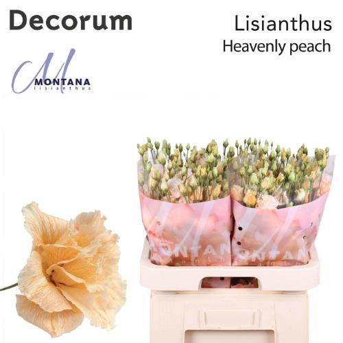 Eustoma russellianum gevuldbloemig overig