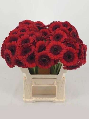 Gerbera mini Red Ruby