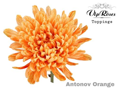 Chrysanthemum (Indicum Grp) geplozen Antonov kleurbehandeld H%