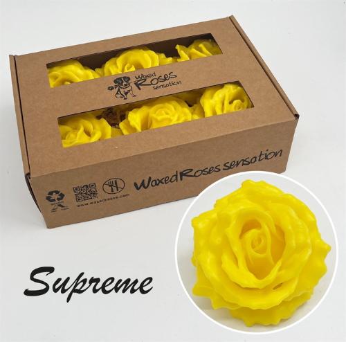 Rosa grootbloemig gewaxt H%