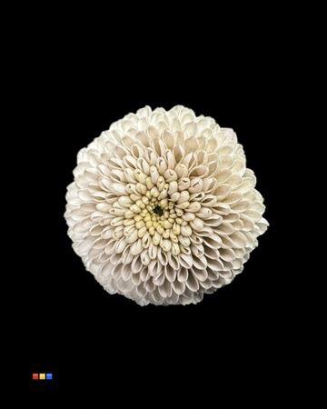 Chrysanthemum Indicum Grp tros santini kleurbehandeld H%