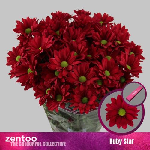Chrysanthemum (Indicum Grp) tros Ruby Star