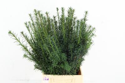 Taxus baccata 'Fastigiata Aurea'