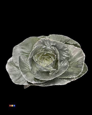 Brassica oleracea kleurbehandeld H%