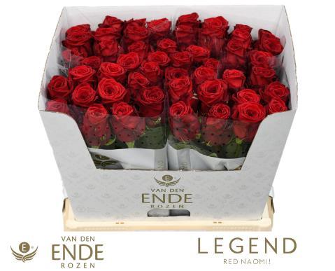 Rosa grootbloemig Red Naomi!