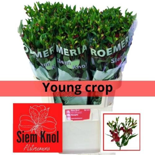 Alstroemeria florinca Sangria