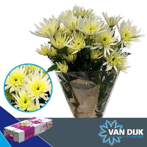 Chrysanthemum Indicum Grp tros kas 'Delianne White'