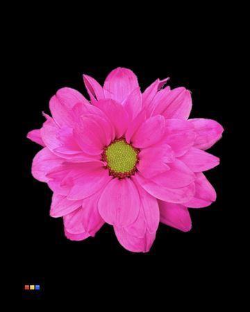 Chrysanthemum Indicum Grp tros kas kleurbehandeld H%