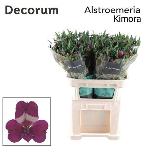 Alstroemeria Kimora