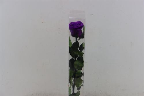 Rosa grootbloemig kleurbehandeld H%
