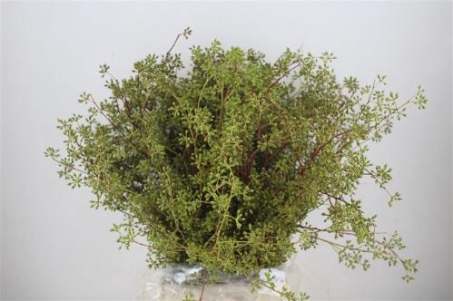 Decoratiegroen overig per bos