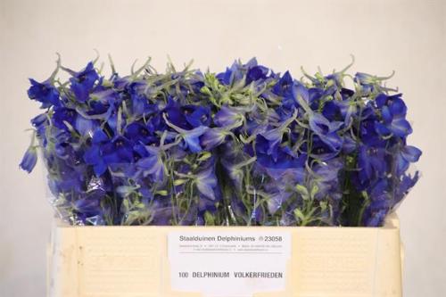 Delphinium Belladonna Grp enkelbloemig 'Volkerfrieden'
