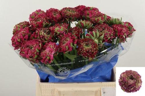 Ranunculus asiaticus Pon Pon Aladdin