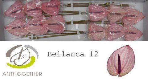 Chrysanthemum Indicum Grp tros kas 'Twin White Orlando'