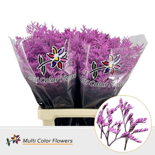 Limonium overig kleurbehandeld H%