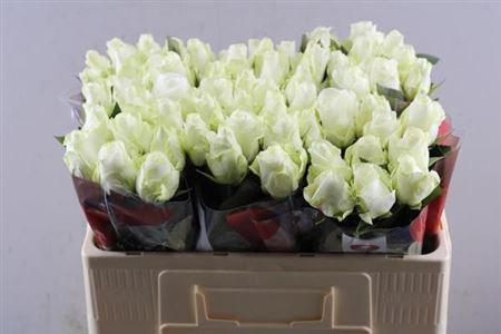 Rosa grootbloemig Countdown!