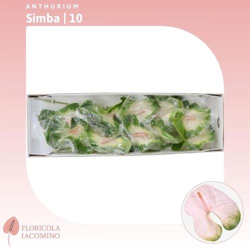 Anthurium Andreanum Grp Simba