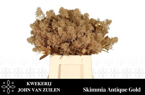 Skimmia per bos overig kleurbehandeld H%