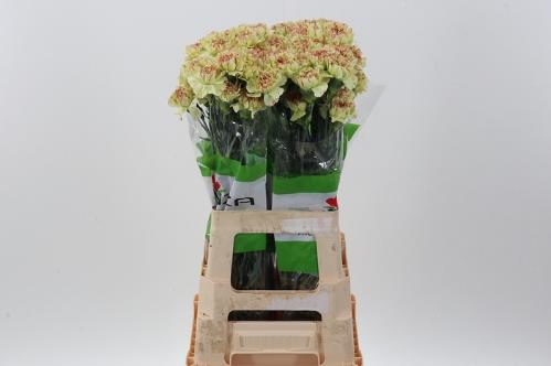 Dianthus standaard overig