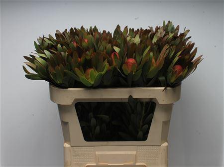 Leucadendron Ayoba Sky