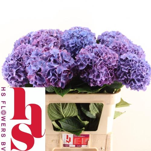 Hydrangea macrophylla 'Rodeo' (paars)