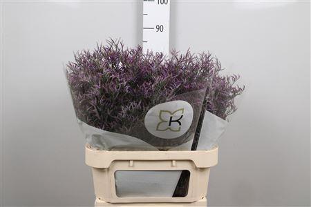 Limonium Safora Dark Blue
